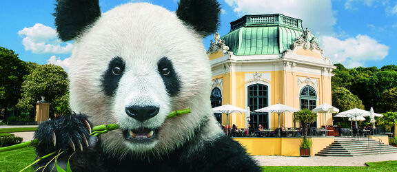Panda und Pavillon | Tiergarten Schönbrunn Panda und Pavillon